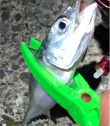 まぢ暑いモーニング