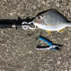 カゴ釣りでヘダイ