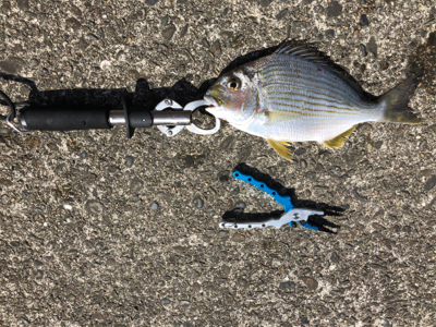 カゴ釣りでヘダイ