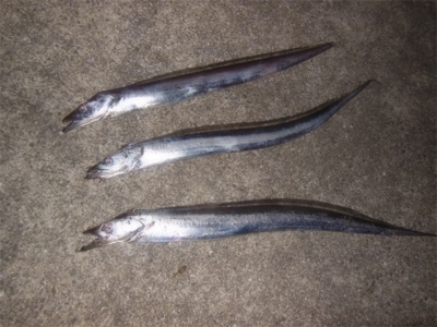 200810タチウオワインド好調