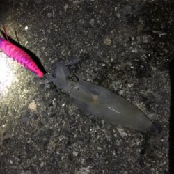 ケンサキエギング