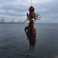 メクリアジは消え、やっぱりタコだけ。。