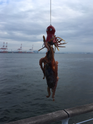 メクリアジは消え、やっぱりタコだけ。。