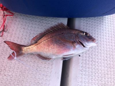 4回目のタイラバ