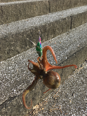 大型がいない・・・