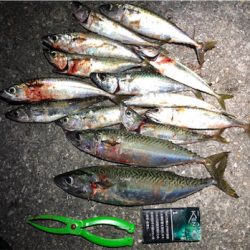 30センチupが2匹