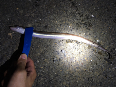 アナゴをサンマで！！