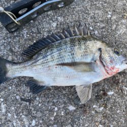 ダンゴでチビチヌ