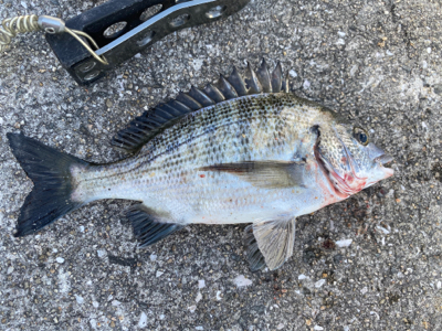 ダンゴでチビチヌ