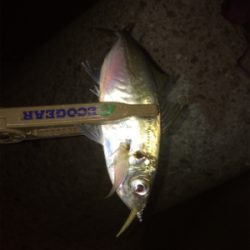 アジングに刀のおまけ付き笑