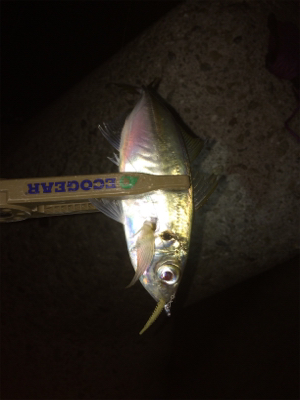 アジングに刀のおまけ付き笑