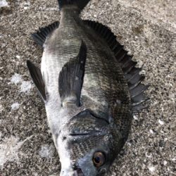 エビ撒き　アタリ多い