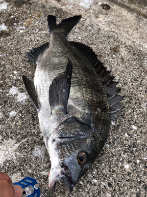 エビ撒き　アタリ多い