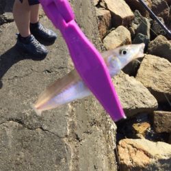 ブリームゲームタックルでキス釣り