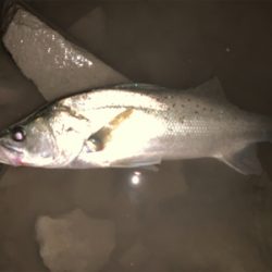 最近シャローばっか!