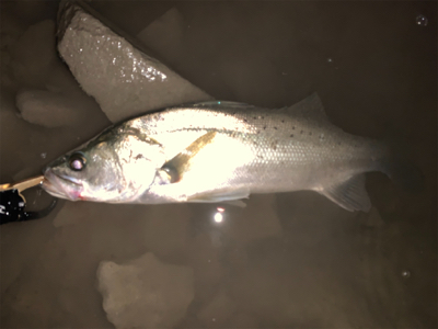 最近シャローばっか！