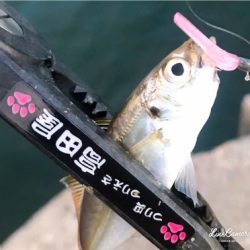 デイアジング再び