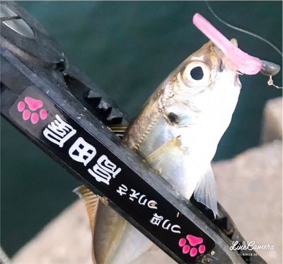 デイアジング再び