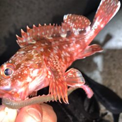 ガッシー&サバー ②