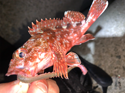 ガッシー&サバー ②