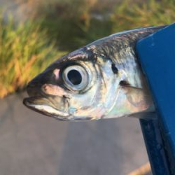 アジングで良型！！