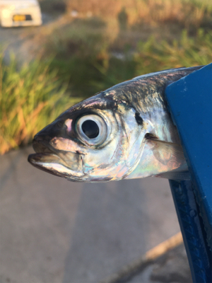 アジングで良型！！