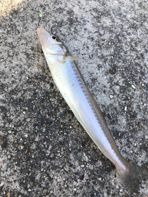 キス釣り2日目❗࿠…