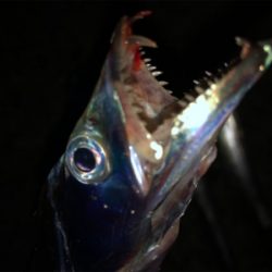 夏タチ釣れました