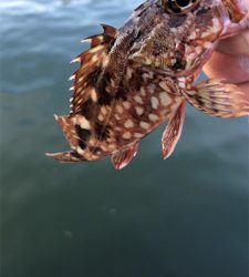 アジは留守でした。