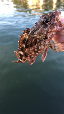 アジは留守でした。