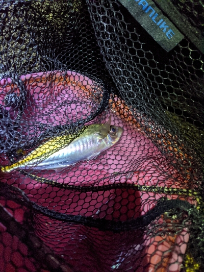 アジ〜んとタチ