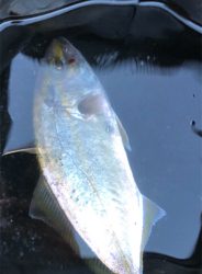 里帰りついでに