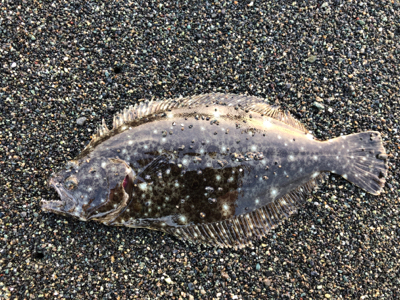 本命だけどチョット違う
