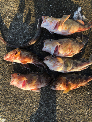 GOODサイズ　爆！