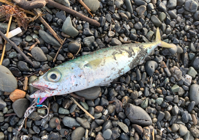 サイズが小さい