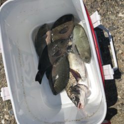 波止グレ楽しくて難しい