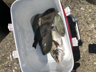 波止グレ楽しくて難しい