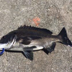 落とし込み チヌ