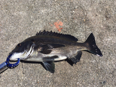 落とし込み チヌ