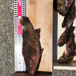 久々のアコウ❗️