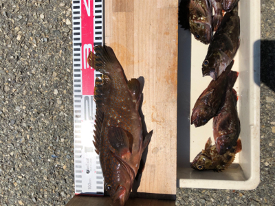 久々のアコウ❗️…