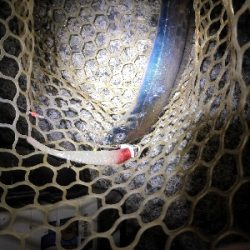 太刀魚シーズンイン