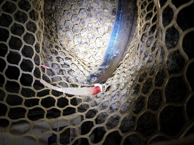 太刀魚シーズンイン