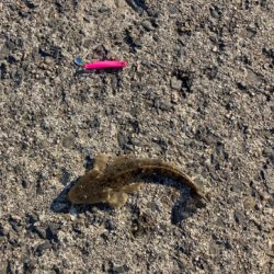 マゴチフィッシング