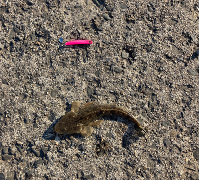 マゴチフィッシング