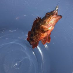 アジ狙いのつもりがガシラ