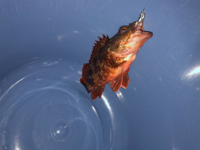 アジ狙いのつもりがガシラ