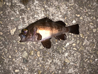 またまた淡路島