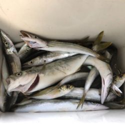 カマス沸いてきた