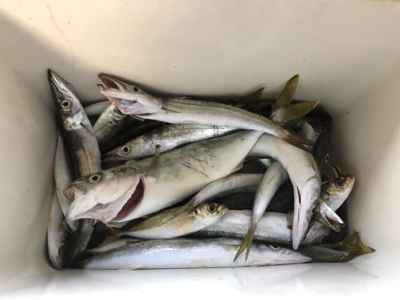 カマス沸いてきた